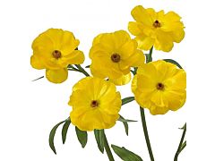 Ranunculus butterfly - Yellow