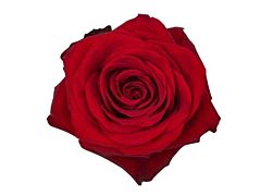 Red Rose 70 cm  Freedom