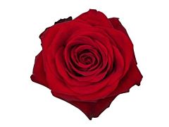 Red Rose 50 cm Freedom