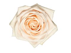 Cream Rose Soul