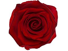 Garden Rose Sarmacanda