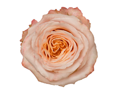 Peach rose Shimer