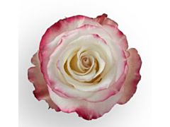 Pink Rose Sweetness