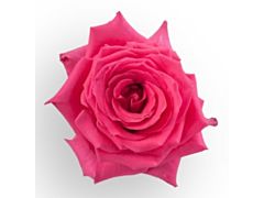Hot Pink Rose Full Monty