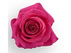 Hot Pink Rose Pink Floyd
