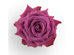 Lavender Rose Blue Berry