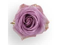 Lavender Rose Cool Water