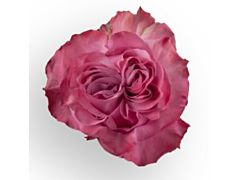 Lavender Rose Country Blue