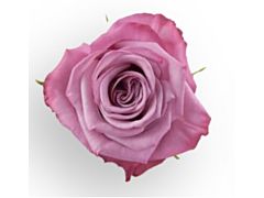 Lavender rose Moody Blue