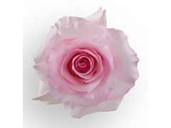 Light Pink Rose Christa