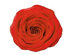 Orange Rose Nina