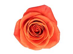 Orange Rose Orange Crush
