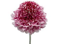 Scabiosa Cotton Candy