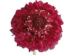 Scabiosa Lolli Pop