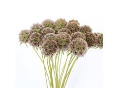 Scabiosa Pods