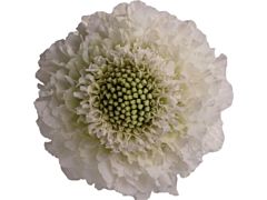 Scabiosa white