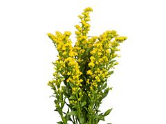 Solidago Morining Glory