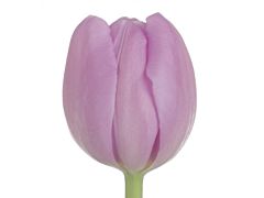 Standard Tulips - Lavender
