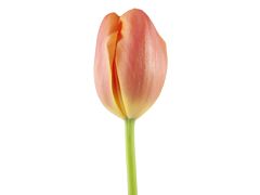 Standard Tulips - orange