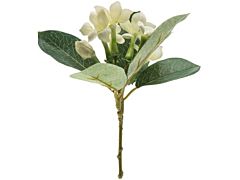 Stephanotis