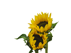 Sunflowers medium - Black Center