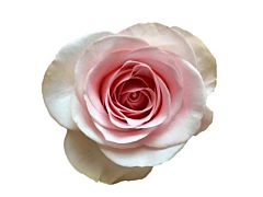 Blush Pink Rose Novia