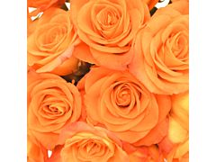 Sweetheart Roses Orange