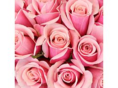 Sweetheart Roses Pink