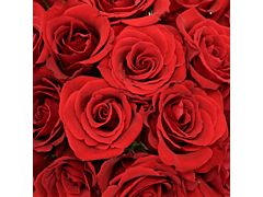 Sweetheart Roses Red
