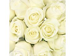 Sweetheart Roses White