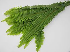 Sworn Fern