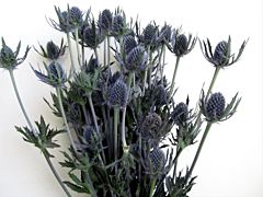 Thistle Eryngium Blue Bell