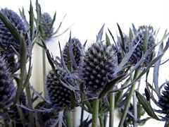 Thistle Eryngium Dynamite