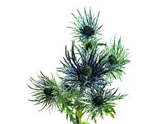 Thistle Eryngium Jack Pot Blue