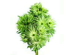 Thistle Eryngium Jack Pot Green