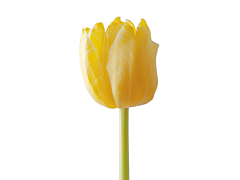 Standard Tulips - yellow