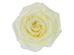 Garden Rose Vitality