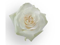 White Rose Moon Stone