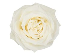 Garden Rose Playa Blanca