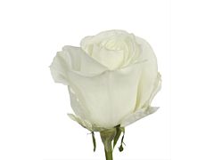 White Rose Tibet