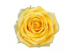 Yellow Rose High & Exotic