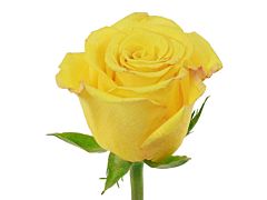 Yellow Rose Sonrisa