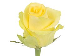 Yellow Rose Tara