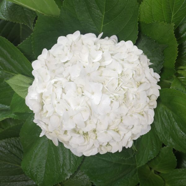 Hydrangeas White Select
