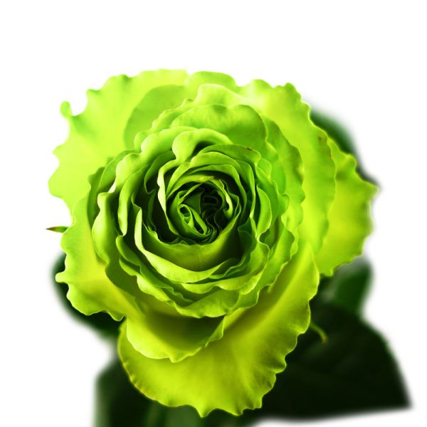 Green Rose Wimbledon – Bulk Green Roses