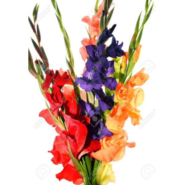 Gladioulus— assorted
