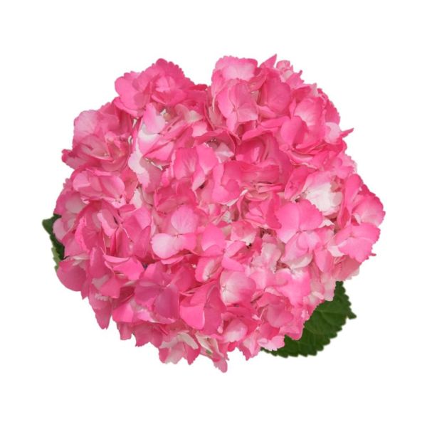 Hydrangea Tinted Hot Pink
