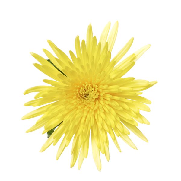 spider mum — yellow
