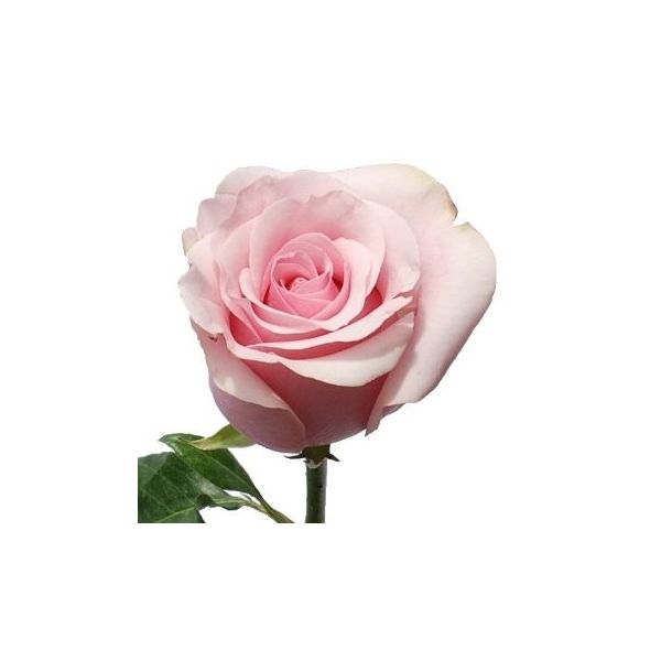Light Pink Rose Titanic