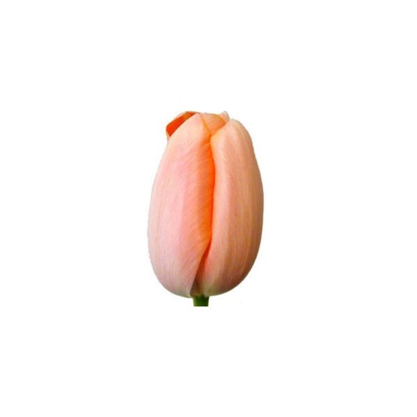 Standard Tulips - peach